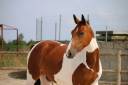 <img alt='Zoom image' src='images/b_search.png'><b>&nbsp;Cliquez pour zoomer</b>