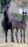 <img alt='Zoom image' src='images/b_search.png'><b>&nbsp;Cliquez pour zoomer</b>