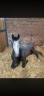 <img alt='Zoom image' src='images/b_search.png'><b> Cliquez pour zoomer</b>