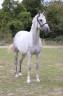 <img alt='Zoom image' src='images/b_search.png'><b>&nbsp;Cliquez pour zoomer</b>