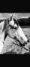 <img alt='Zoom image' src='images/b_search.png'><b>&nbsp;Cliquez pour zoomer</b>