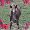 <img alt='Zoom image' src='images/b_search.png'><b> Cliquez pour zoomer</b>