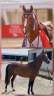 <img alt='Zoom image' src='images/b_search.png'><b>&nbsp;Cliquez pour zoomer</b>