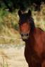 <img alt='Zoom image' src='images/b_search.png'><b>&nbsp;Cliquez pour zoomer</b>