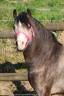 <img alt='Zoom image' src='images/b_search.png'><b>&nbsp;Cliquez pour zoomer</b>
