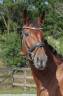 <img alt='Zoom image' src='images/b_search.png'><b>&nbsp;Cliquez pour zoomer</b>