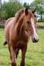 <img alt='Zoom image' src='images/b_search.png'><b> Cliquez pour zoomer</b>