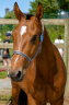 <img alt='Zoom image' src='images/b_search.png'><b>&nbsp;Cliquez pour zoomer</b>
