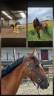 <img alt='Zoom image' src='images/b_search.png'><b> Cliquez pour zoomer</b>