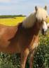 <img alt='Zoom image' src='images/b_search.png'><b>&nbsp;Cliquez pour zoomer</b>