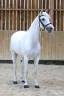 <img alt='Zoom image' src='images/b_search.png'><b>&nbsp;Cliquez pour zoomer</b>