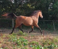 <img alt='Zoom image' src='images/b_search.png'><b>&nbsp;Cliquez pour zoomer</b>