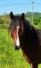<img alt='Zoom image' src='images/b_search.png'><b> Cliquez pour zoomer</b>