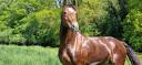 <img alt='Zoom image' src='images/b_search.png'><b>&nbsp;Cliquez pour zoomer</b>