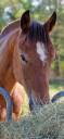 <img alt='Zoom image' src='images/b_search.png'><b>&nbsp;Cliquez pour zoomer</b>