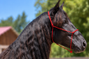 <img alt='Zoom image' src='images/b_search.png'><b>&nbsp;Cliquez pour zoomer</b>