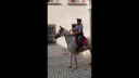 <img alt='Zoom image' src='images/b_search.png'><b>&nbsp;Cliquez pour zoomer</b>