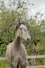 <img alt='Zoom image' src='images/b_search.png'><b>&nbsp;Cliquez pour zoomer</b>