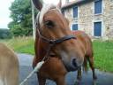 <img alt='Zoom image' src='images/b_search.png'><b> Cliquez pour zoomer</b>