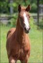<img alt='Zoom image' src='images/b_search.png'><b> Cliquez pour zoomer</b>