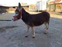 <img alt='Zoom image' src='images/b_search.png'><b>&nbsp;Cliquez pour zoomer</b>