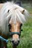 <img alt='Zoom image' src='images/b_search.png'><b> Cliquez pour zoomer</b>