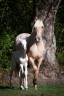 <img alt='Zoom image' src='images/b_search.png'><b> Cliquez pour zoomer</b>