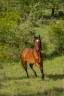 <img alt='Zoom image' src='images/b_search.png'><b> Cliquez pour zoomer</b>