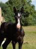 <img alt='Zoom image' src='images/b_search.png'><b> Cliquez pour zoomer</b>