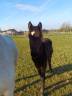<img alt='Zoom image' src='images/b_search.png'><b> Cliquez pour zoomer</b>
