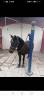 <img alt='Zoom image' src='images/b_search.png'><b> Cliquez pour zoomer</b>