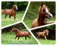 <img alt='Zoom image' src='images/b_search.png'><b> Cliquez pour zoomer</b>