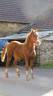 <img alt='Zoom image' src='images/b_search.png'><b> Cliquez pour zoomer</b>