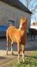 <img alt='Zoom image' src='images/b_search.png'><b> Cliquez pour zoomer</b>