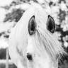 <img alt='Zoom image' src='images/b_search.png'><b> Cliquez pour zoomer</b>