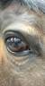 <img alt='Zoom image' src='images/b_search.png'><b> Cliquez pour zoomer</b>