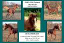 <img alt='Zoom image' src='images/b_search.png'><b> Cliquez pour zoomer</b>