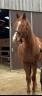 <img alt='Zoom image' src='images/b_search.png'><b> Cliquez pour zoomer</b>