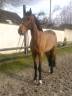 <img alt='Zoom image' src='images/b_search.png'><b> Cliquez pour zoomer</b>