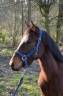 <img alt='Zoom image' src='images/b_search.png'><b> Cliquez pour zoomer</b>