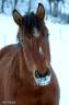 <img alt='Zoom image' src='images/b_search.png'><b> Cliquez pour zoomer</b>