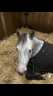 <img alt='Zoom image' src='images/b_search.png'><b> Cliquez pour zoomer</b>