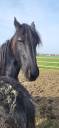 <img alt='Zoom image' src='images/b_search.png'><b> Cliquez pour zoomer</b>