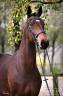 <img alt='Zoom image' src='images/b_search.png'><b> Cliquez pour zoomer</b>