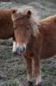 <img alt='Zoom image' src='images/b_search.png'><b> Cliquez pour zoomer</b>