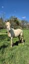 <img alt='Zoom image' src='images/b_search.png'><b> Cliquez pour zoomer</b>