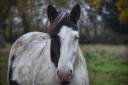 <img alt='Zoom image' src='images/b_search.png'><b> Cliquez pour zoomer</b>