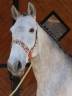 <img alt='Zoom image' src='images/b_search.png'><b> Cliquez pour zoomer</b>