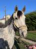 <img alt='Zoom image' src='images/b_search.png'><b> Cliquez pour zoomer</b>