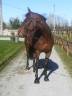<img alt='Zoom image' src='images/b_search.png'><b> Cliquez pour zoomer</b>